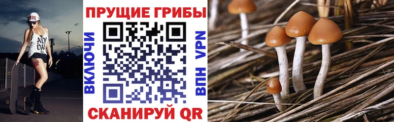 KRAKEN онион  Миньяр  Галлюциногенные грибы Psilocybe  закладки 